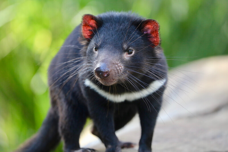 Tasmanian Devil beauty shot (photo by Aussie Ark)