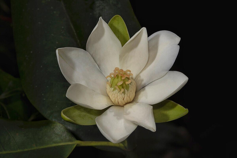Critically Endangered Ekman’s Magnolia flower (Photo by Eladio Fernandez)
