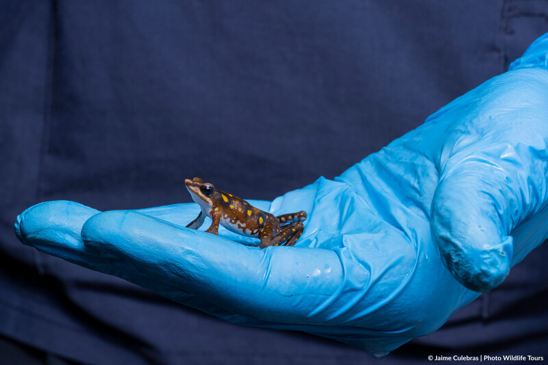 Longnose Harlequin Toad at the Jambatu Amphibian Research and Conservation Center (Photo by Jaime Culebras)