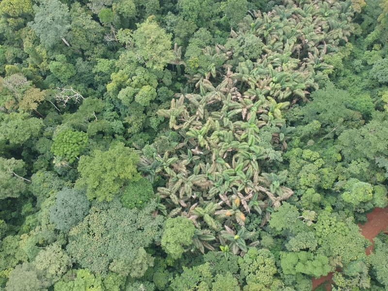 Atewa is on the list of Alliance for Zero Extinction (AZE) sites, a designation given to places that are home to more than 95% of at least one species listed as Critically Endangered or Endangered on the IUCN Red List.