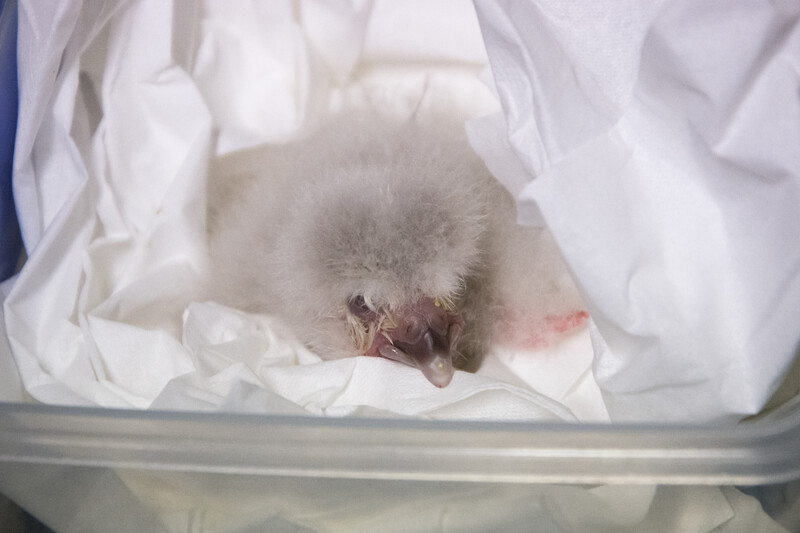 Kakapo Chick  Photo by: Jake Osborne (https://www.flickr.com/photos/theylooklikeus/24913325684/in/photolist-6BW5Ya-6C1exs-9BmiRP-arC1HF-arEG2m-9CVowN-HvRs-arC2wH-YrkrdT-9zaeTR-9CUFiH-29oBKiW-dZBHbi-dZHr6d-23edK4f-DC3uSv-23GsfHg-9CU5sX-auYwsT-29oBJCC-nCzFnm-Cmq29A-arC2LH-arEFcd-9zcWtW-9z9TQt-arC3bT-nxRxc3-9z9USg-arEGQ5-Vusvpd-UgiVqm-nAxt7C-7pBacF-9PufJ1-9Pufih-29oCYow-wmbR5D-bE7oR7-293qSb7-9PugZG-DUN2RA-4uxEev-EJq9yk-DXviL1-DVhc14-MsJvYP-umVcgk-n1N3tT-9CVnC1/)