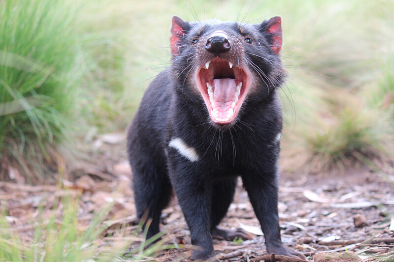 Tasmanian Devil Skittles, the hangry one. (Photo by Aussie Ark)