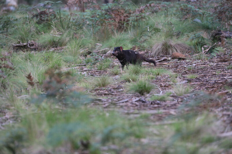 Tasmanian Devil shortly after release into a wild sanctuary on Barrington Tops. (Photo by Aussie Ark)