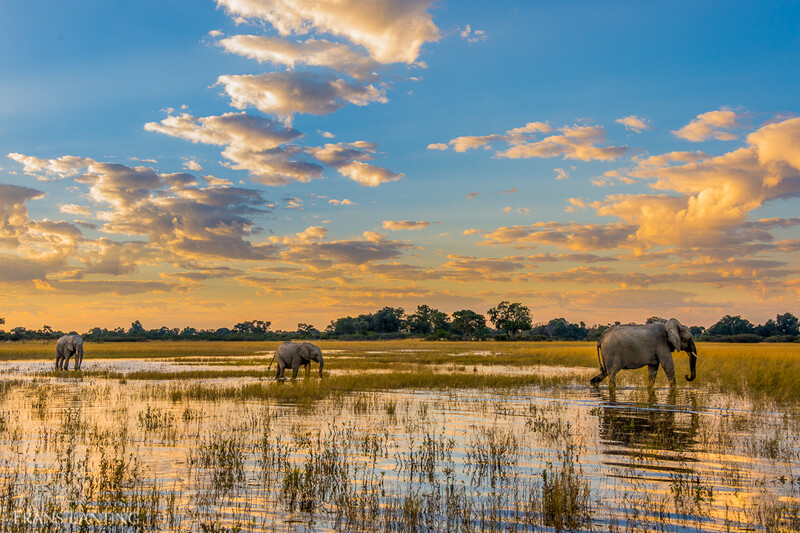 Savanna Elephants in marsh, Okavango Delta, Botswana (Photo: © Frans Lanting)