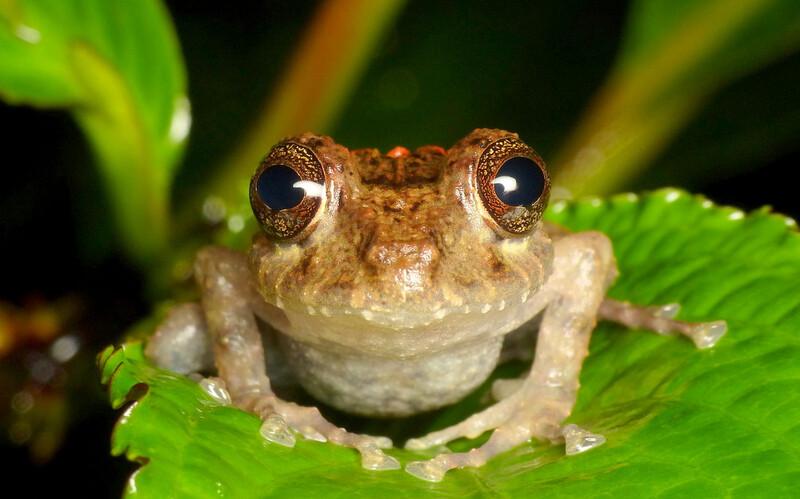 Spring Rainfrog, Cutín Gigante (Pristimantis crenunguis). Photo by Ecuador Megadiverso via Creative Commons