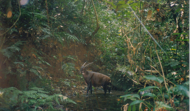 Wild Saola camera-trapped in central Laos (Bolikhamxay Province) in 1999.  (Courtesy of William Robichaud)