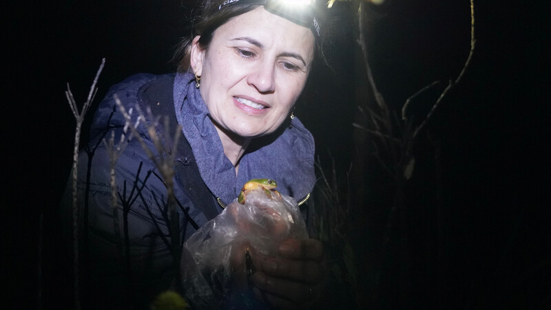 Dr. Elaine Lucas, professor at the Federal University of Santa Maria holding a wild Rustic Monkey Tree Frog.