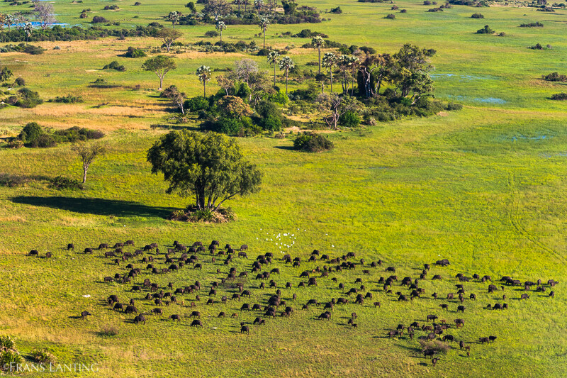 Cape buffalo herd grazing, Okavango Delta, Botswana. (Photo:  © Frans Lanting)