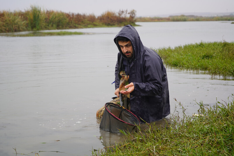 Cüynet Kaya with Recep Tayyip Erdogan University, searching streams in Turkey for the Batman River Loach. The Batman River Loach had been lost since 1974 until the team rediscovered it in the streams that makeup the headwaters of the Batman River. (Photo courtesy of Re:wild)