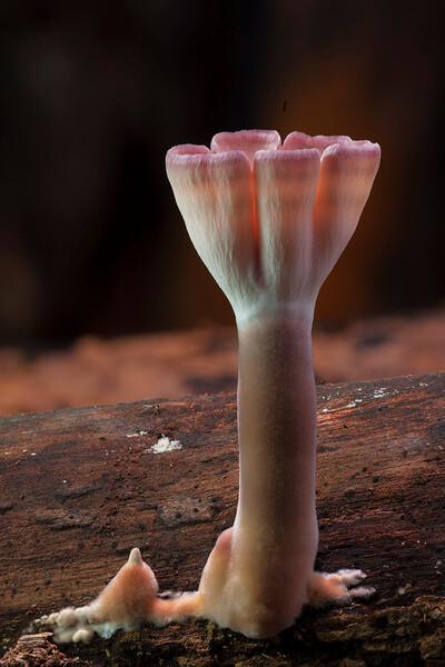 Leathery Goblet, Cymatoderma elegans var. lamellatum  (Photo copyright Stephen Axford and Catherine Marciniak, www.planetfungi.movie)