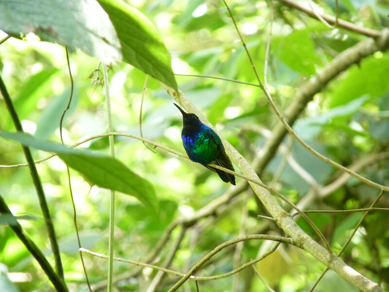 PHOTO: A male Santa Marta sabrewing. The species was rediscovered in Colombia's Sierra Nevada de Santa Marta. The hummingbird had not had a documented sighting in 13 years and was included on the Search for Lost Birds list of the top 10 most wanted lost birds. It was only the third time the hummingbird has been documented since it was described by science in 1946. (Photo by Yurgen Vega/SELVA/ProCAT)