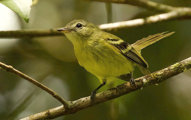 An Urich's tyrannulet. The photo was taken by an expedition team in Venezuela searching for the species, which has not had a recorded sighting since 2005. The expedition teams' photos are the first-ever clear photos of the species. (Photo by David Ascanio)