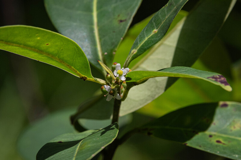 Pernambuco Holly (Ilex Sapiiformis). (Photo by Fred Jordão)