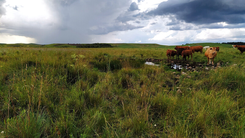 Rustic Monkey Tree Frogs are found in this single wetland environment in a privately owned field used for cattle ranching in Brazil. 