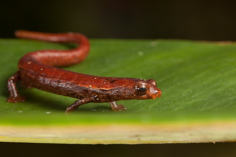 Walker's Salamander (Bolitoglossa walkeri), a Near Threatened species in the Chocó of Colombia. (Photo by © Robin Moore/Re:wild)