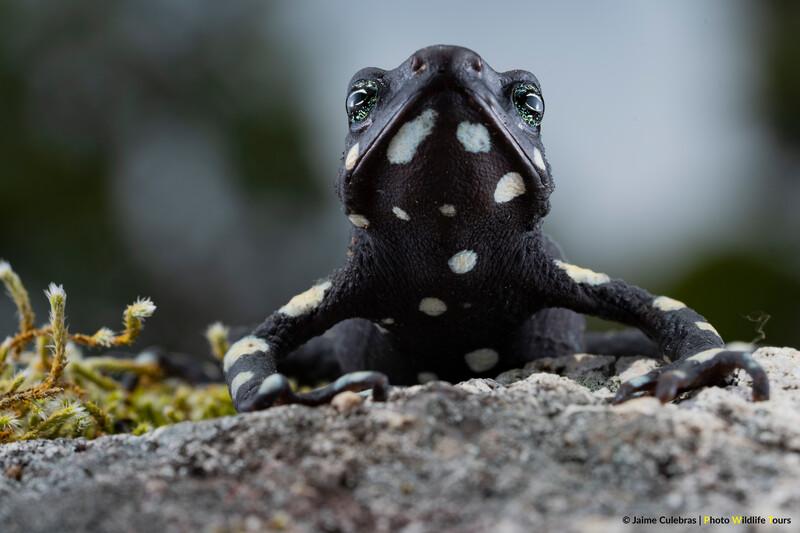 Atelopus arsycue in Colombia. (Photo by Jaime Culebras/Photo Wildlife Tours)