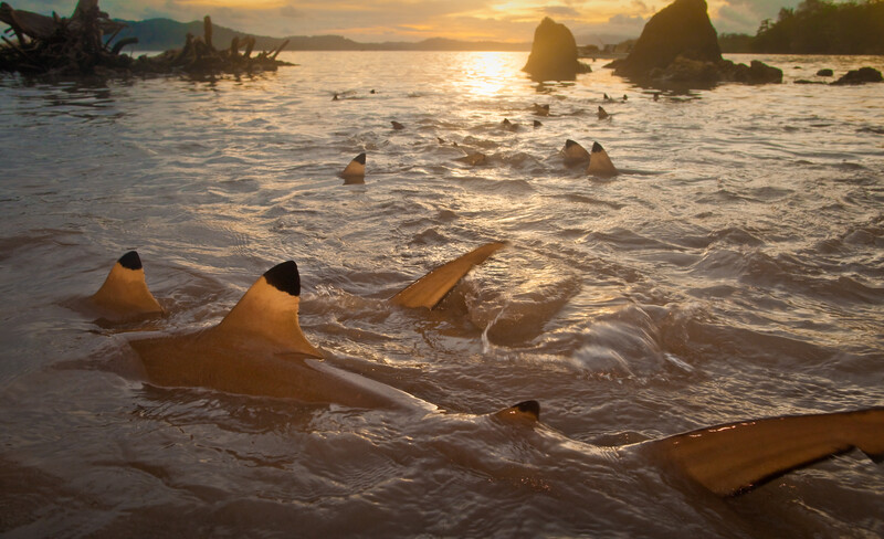 Black-tipped Reef Sharks off Tetapare Island in the Solomon Islands. (Photo by: Robin Moore, Re:wild)