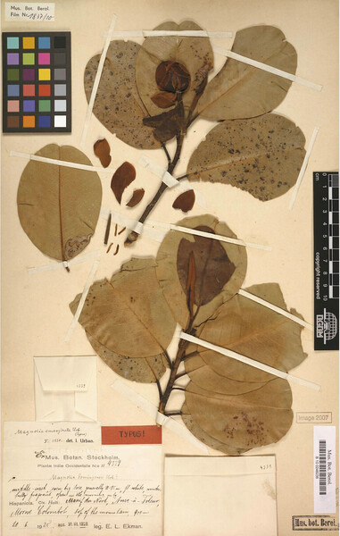 Curators Herbarium B (2000+). Digital specimen images at the Herbarium Berolinense. [Dataset]. Version: . Data Publisher: Botanic Garden and Botanical Museum Berlin. http://ww2.bgbm.org/herbarium/.