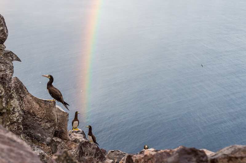 Seabirds on Redonda Island cliffs. © Ed Marshall / Fauna & Flora