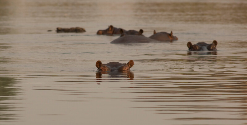 Hippos in the Okavango River. (Photo by Re:wild)