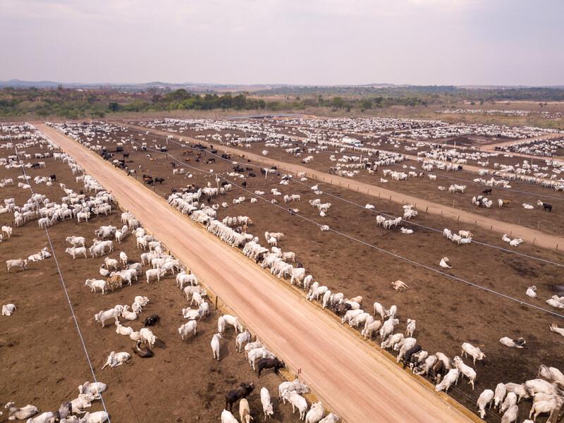Aerial drone view of many oxen grazing on sunny summer day on feedlot cattle farm in Amazon, Para, Brazil. Concept of agriculture, environment, ecology, economy, exportation and meat production.; Shutterstock ID 1550122904; purchase_order: Rewild 10; job: ; client: ; other: