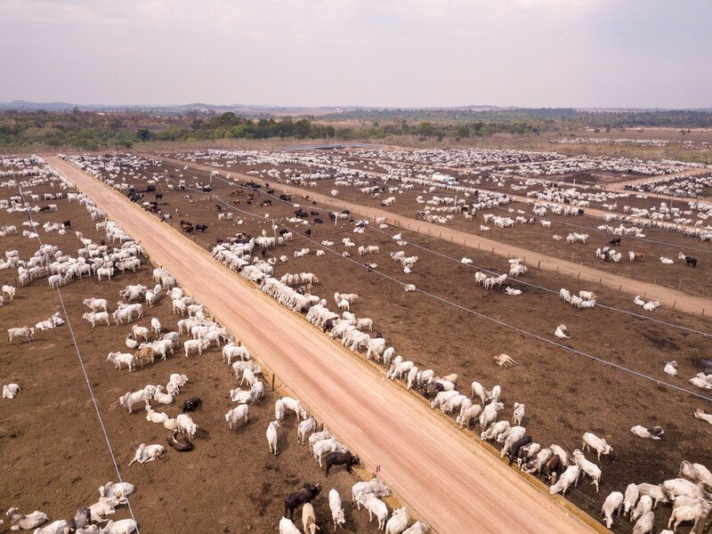 Aerial drone view of many oxen grazing on sunny summer day on feedlot cattle farm in Amazon, Para, Brazil. Concept of agriculture, environment, ecology, economy, exportation and meat production.; Shutterstock ID 1550122904; purchase_order: Rewild 10; job: ; client: ; other:
