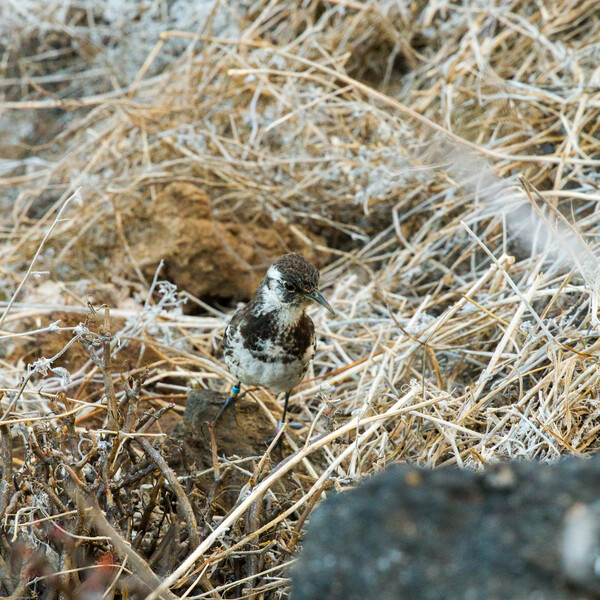 The Floreana Mockingbird disappeared from Floreana Island shortly after Charles Darwin visited the island in 1835. Two small populations have survived on nearby Gardner and Champion Islets. Re:wild, Island Conservation and the Galápagos National Park Directorate are working together to restore Floreana Island, home to 54 threatened species, and reintroduce 13 locally extinct species, including the Floreana mockingbird—the first mockingbird described by Charles Darwin. (Photo: Paula Costaño/ Island Conservation)