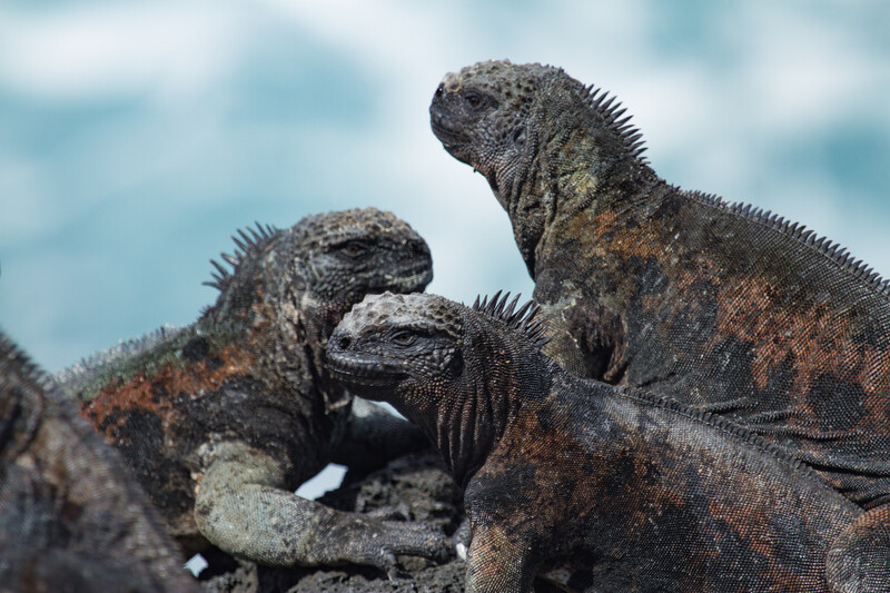 Marine iguanas on Floreana Island. The aquatic lizards are only found in the Galápagos. They swim and eat algae in the ocean surrounding the islands. Re:wild and it's partners, Island Conservation and Galápagos National Park Directorate, announced they will restore Floreana Island, home to 54 threatened species, and reintroduce 13 locally extinct species, including the Floreana mockingbird—the first mockingbird described by Charles Darwin. (Photo Tommy Hall/Island Conservation)